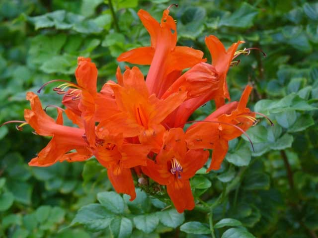 55_tecomaria_capensis.jpg