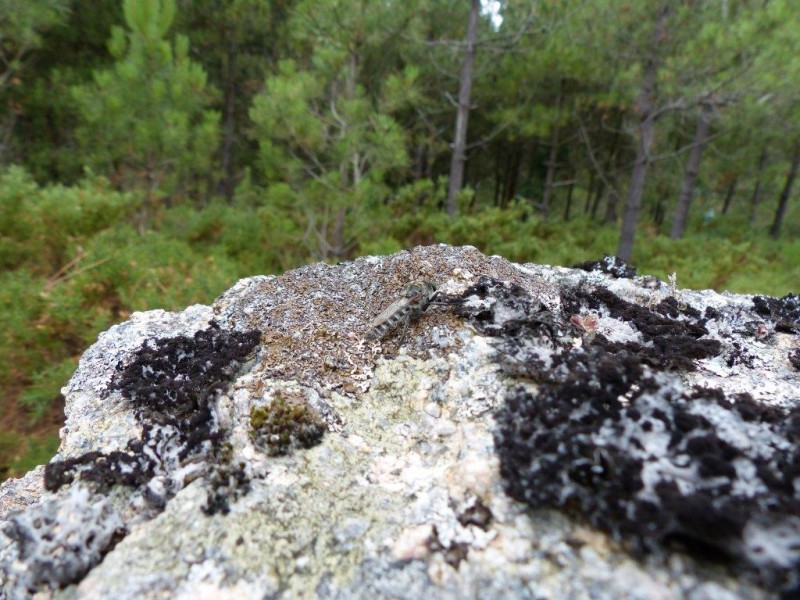 55a65f9e87-insecta-manuel-marino-gmail-manuel-6-fieiro-23-08-2013-.jpg