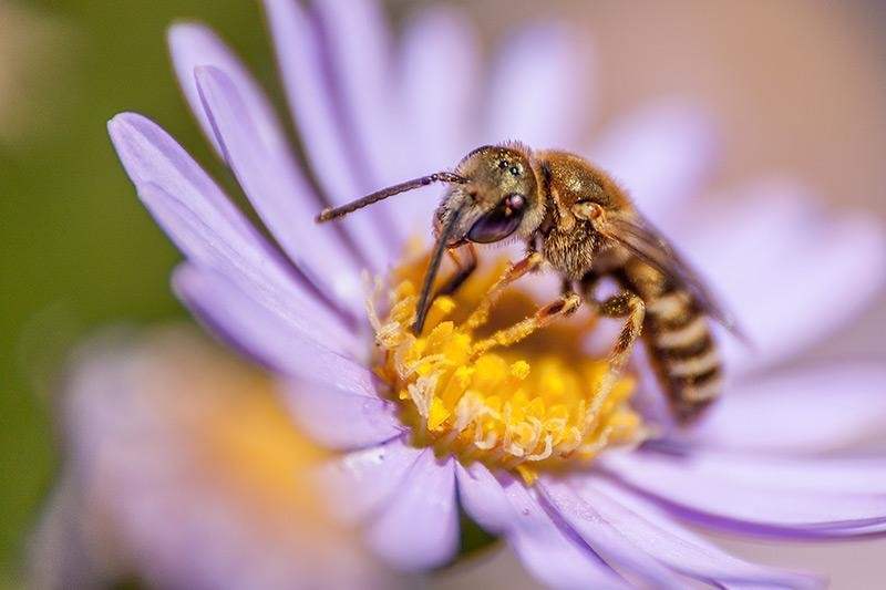 55c5cd6aa6-20150802_0021-halictus-subauratus.jpg