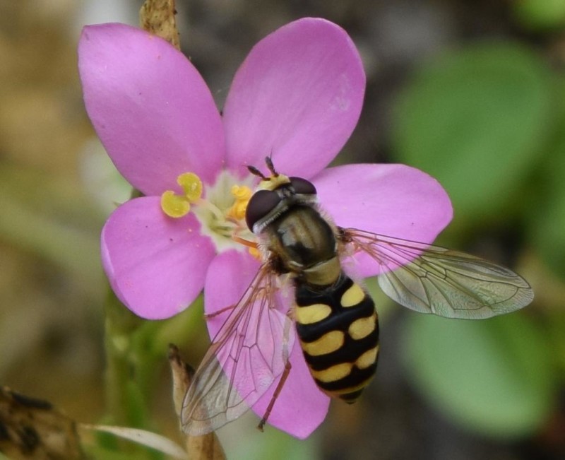 55cdad9a30-056_chrysotoxum_barda.jpg