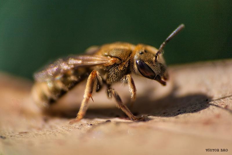 55d1c05da3-20150615_0430-halictus-subauratus.jpg