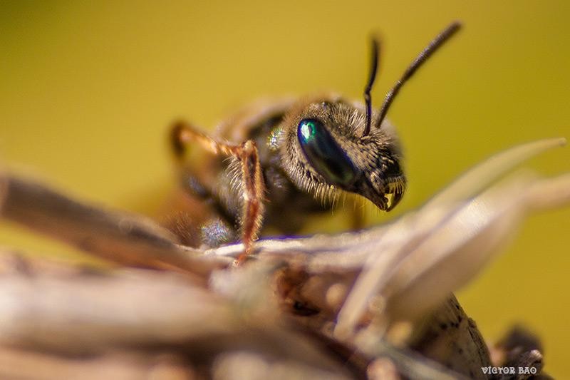 55d1c05da8-20150615_0411-halictus-subauratus.jpg