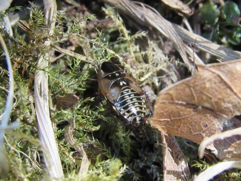 55ee3b65d0-cucaracha.jpg