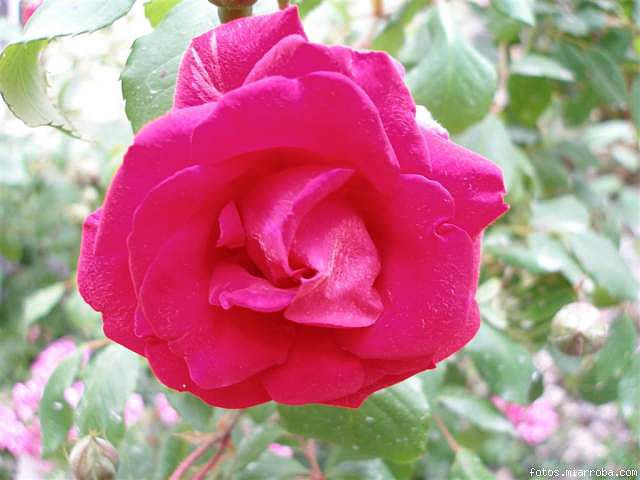 55f71712.jpg