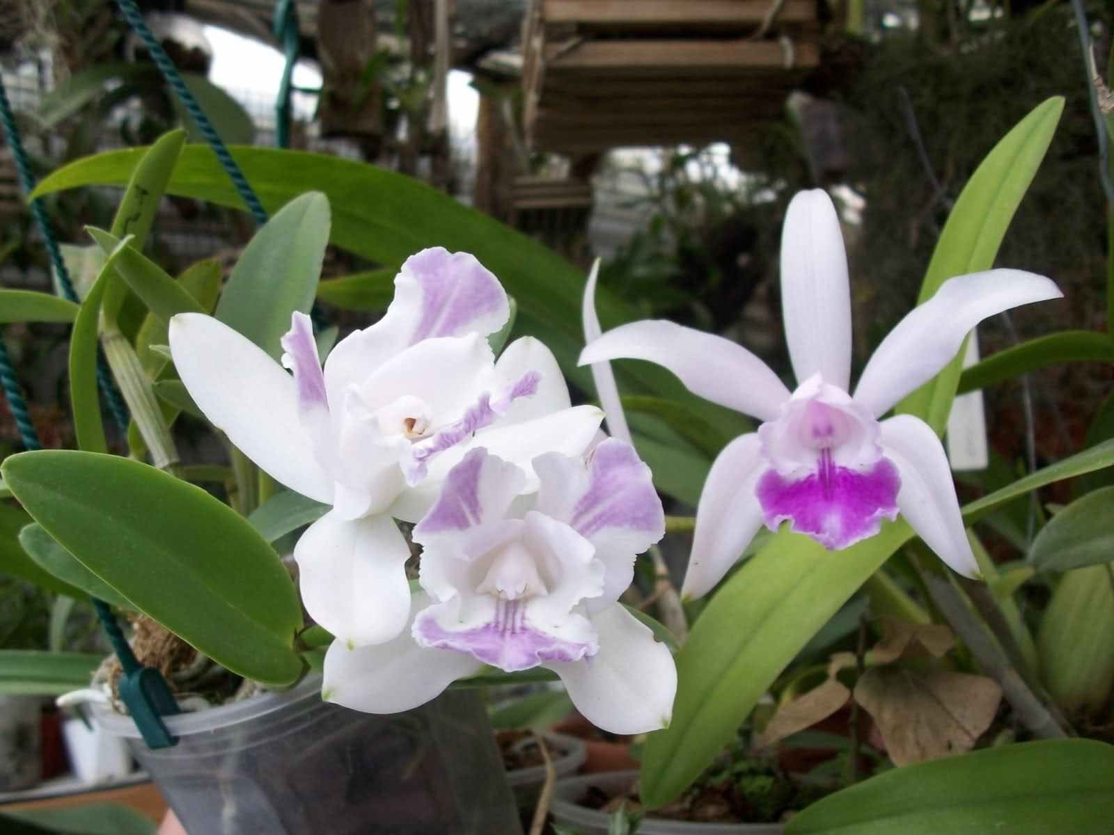 55o1a8.jpg