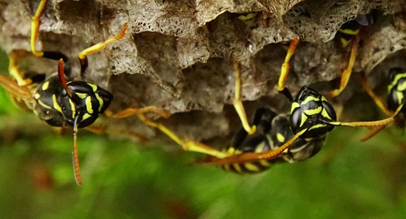 5623e0e886-vespula.jpg