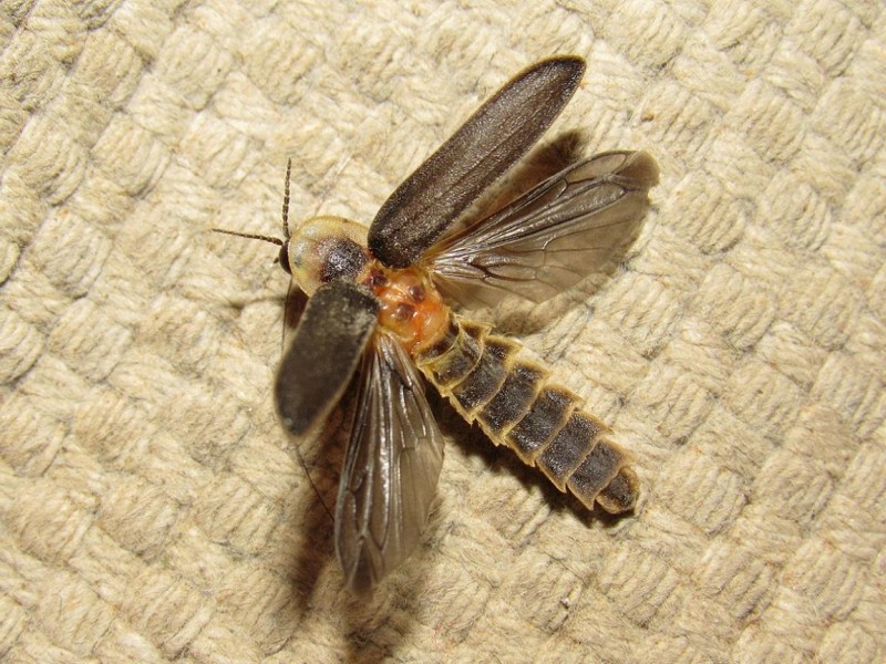56280defef-24.jpg