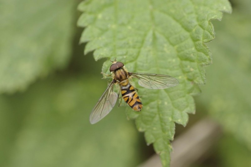 56377b2f46-mosca2.jpg