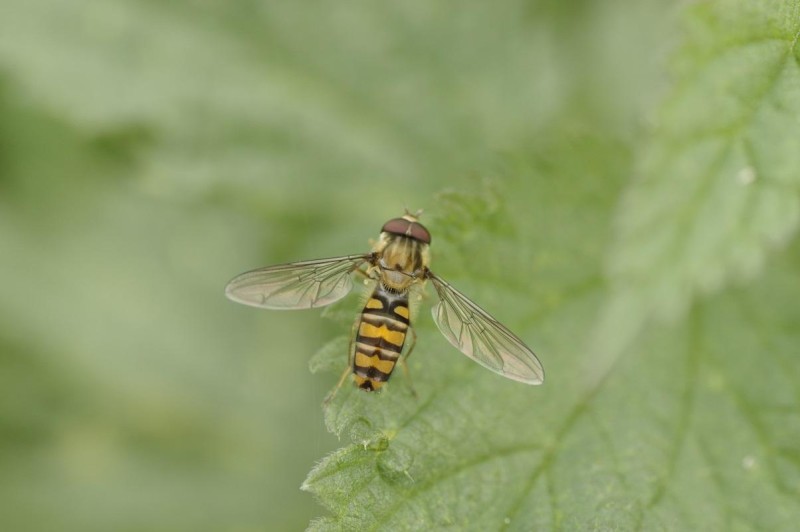 56377bb16d-mosca.jpg