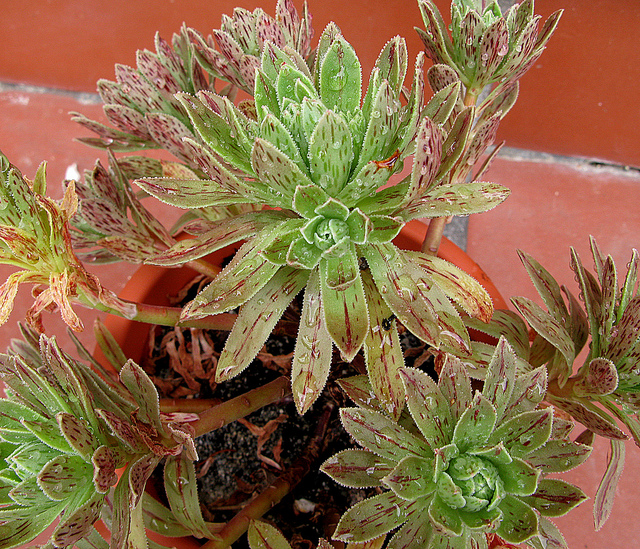 5638470169_a05eaed053_z.jpg