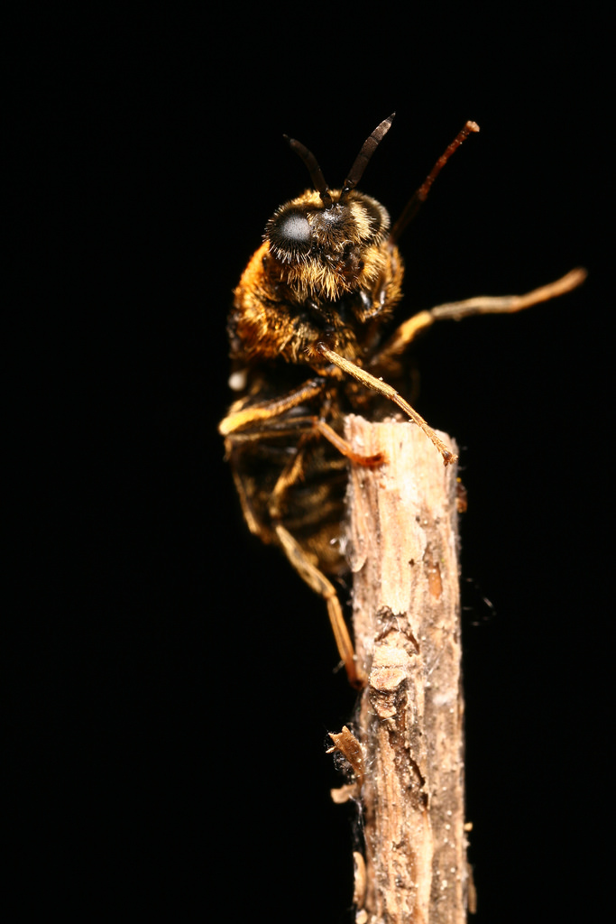 5641939440_cc5ff5acf8_b.jpg