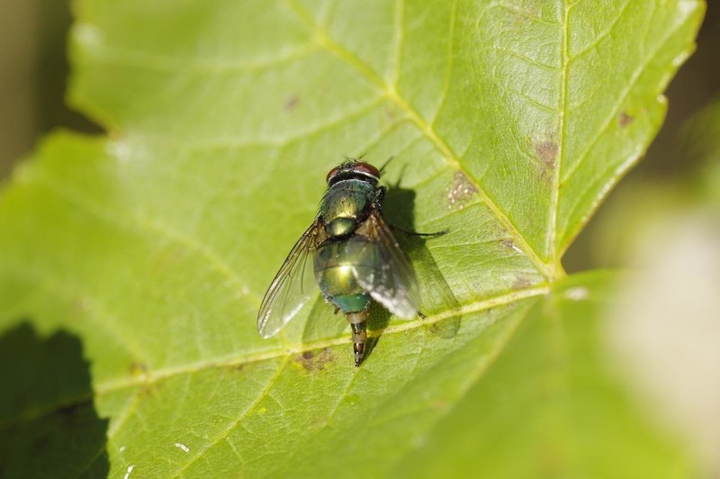 5647c3e49f-lucilia.jpg