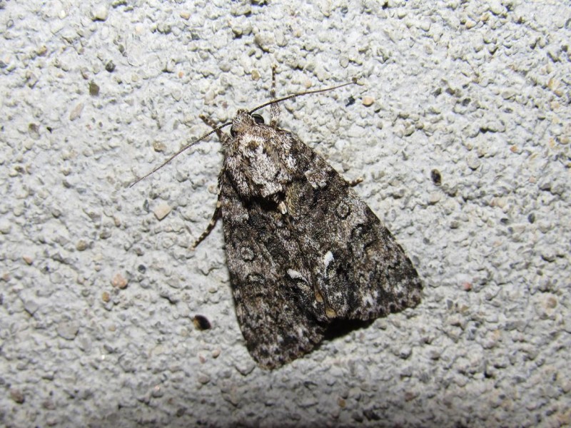 564d042fb3-61.jpg