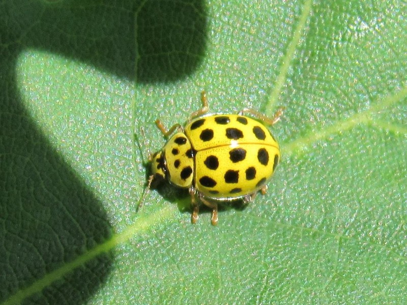 5655048510-img_4231.jpg