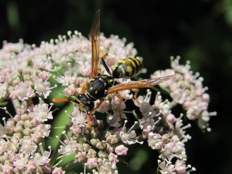 566591caa9-101.jpg
