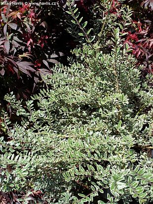 5666-lonicera-nitida-silver-beauty-zimolez-2.jpg