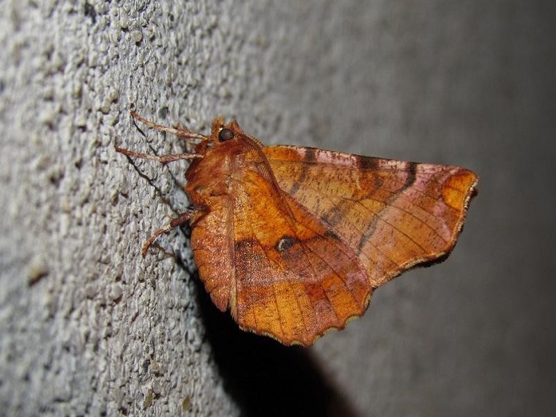 568a7b76f4-3.-polilla.jpg