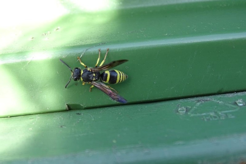 56a3e5a30c-polistes1.jpg