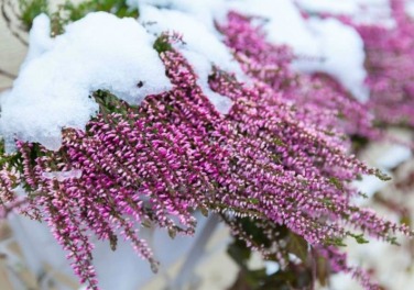 56ab6-preparar-plantas-exterior-invierno.jpg