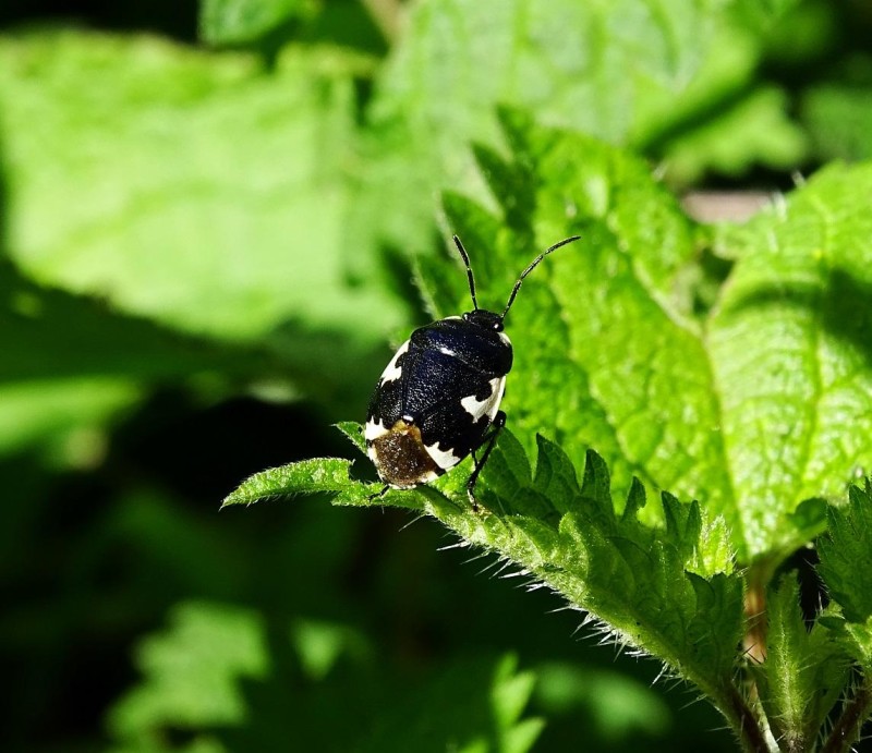 56c88f71b7-bicho20.jpg