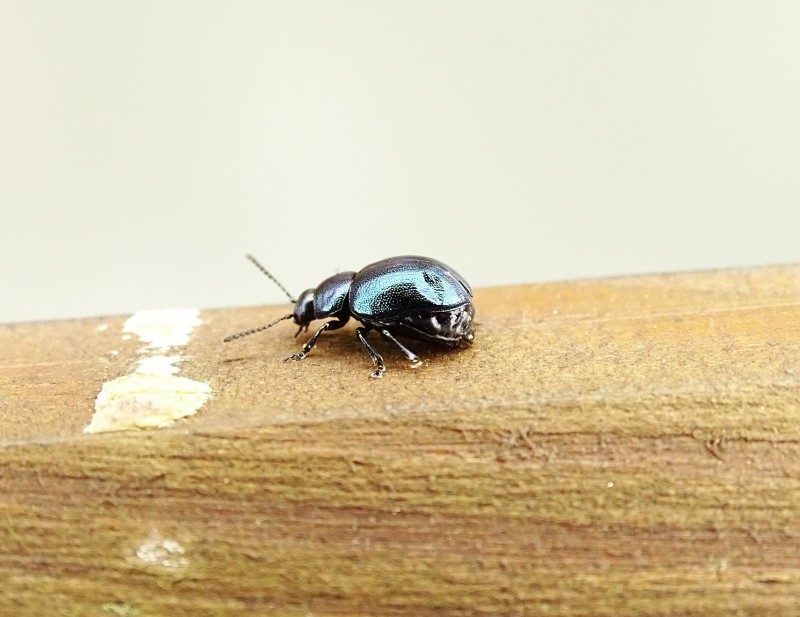 56cf1c42c8-bicho25.jpg