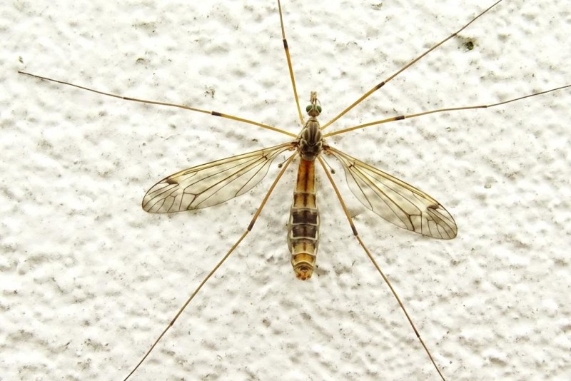 56d84a7511-zancudo.jpg