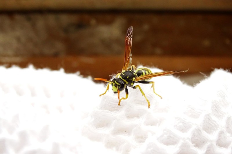 56db1d52b1-vespula2.jpg