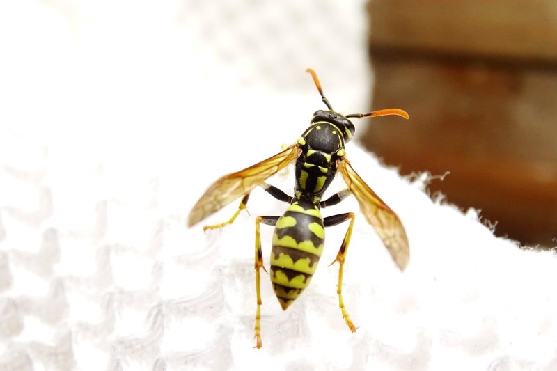 56db1d52ba-vespula3.jpg