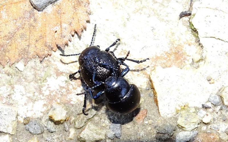 56e3274f4e-insectos1103.jpg