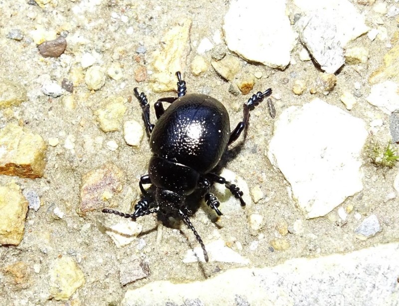 56e328e812-insecto1103-1-.jpg
