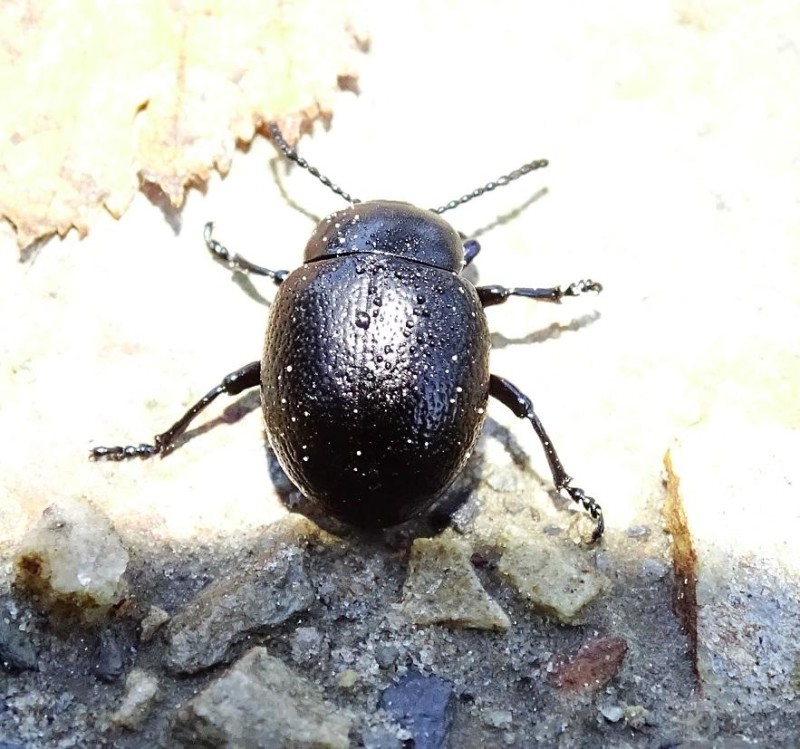 56e329fe95-insecto1103-2-.jpg