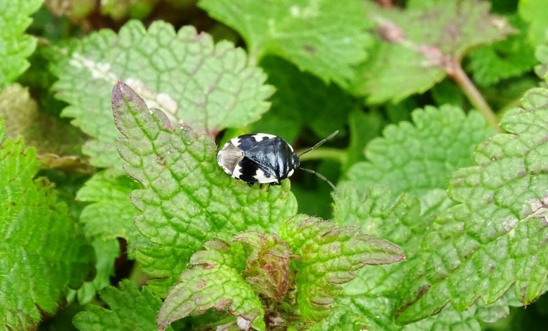 56e333b5ae-tritomegas.jpg
