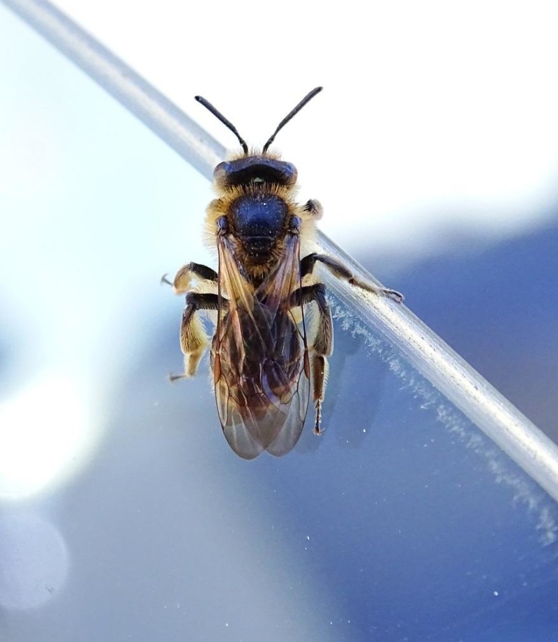 56e4397bd0-apis.jpg