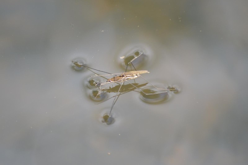 56f18443d0-zapateros-a.jpg