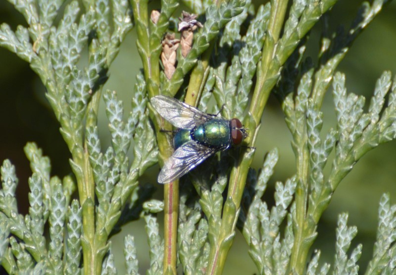 56f1ce4ac8-mosca-verde-a.jpg