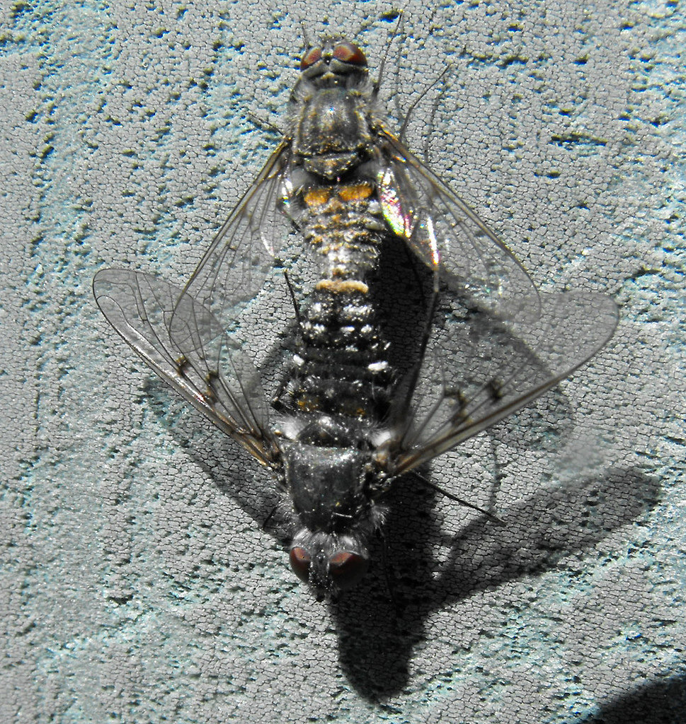 5701486816_a0cc82cc99_b.jpg