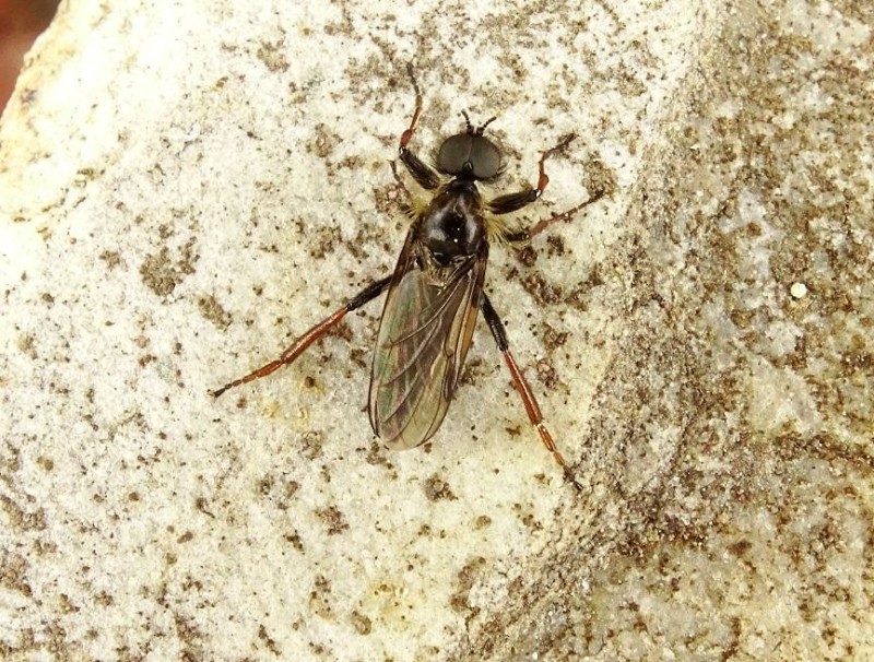 570807d01b-insecto8abril.jpg