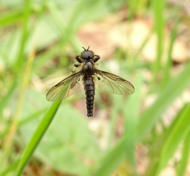 571d1c934e-insectoarman22.jpg