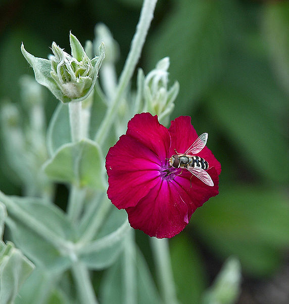 572px-Lychnis_coronaria_C.jpg