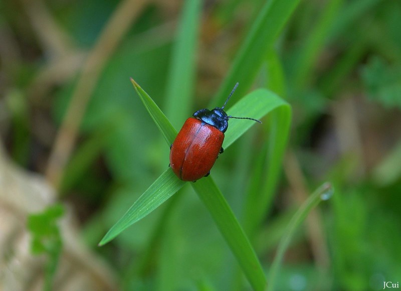 57330b9914-melasoma-populi.jpg