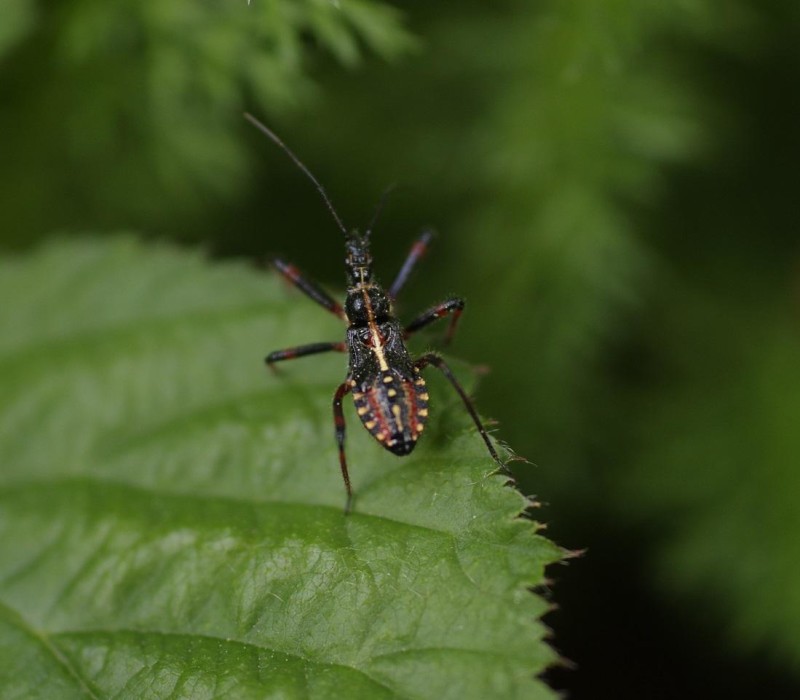 5739dc7839-insecto15maio.jpg