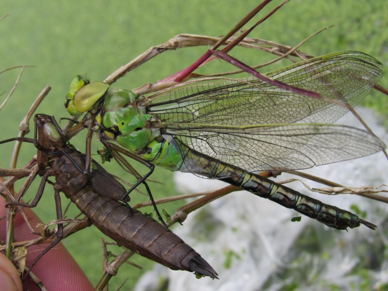 573d1a8525-58.-libelula-emperador.jpg