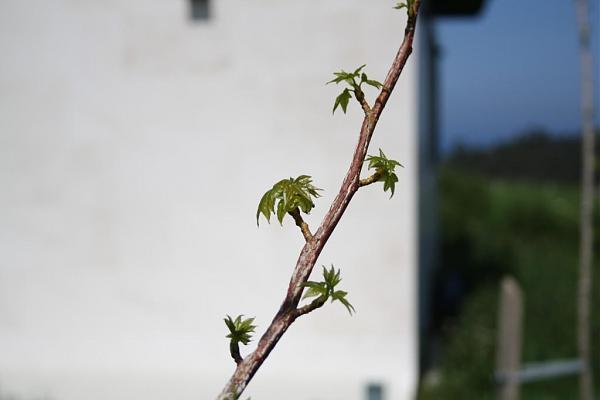 5756d1272222925t-el-jardin-de-manolete-img_0250b.jpg
