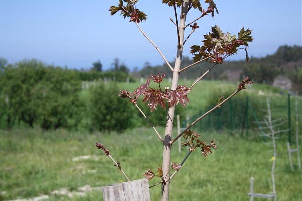 5757d1272222925t-el-jardin-de-manolete-img_0258b.jpg