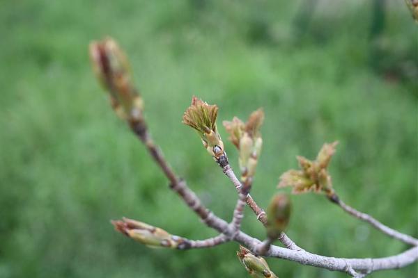 5758d1272222925t-el-jardin-de-manolete-img_0315b.jpg