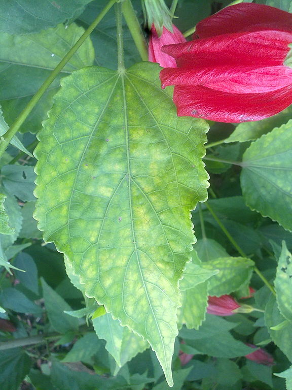 576px-A_identificar_%2811%29.jpg