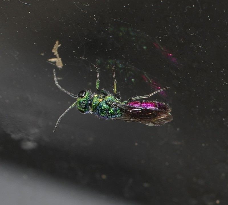 578b5fbbec-insect16xullo.jpg