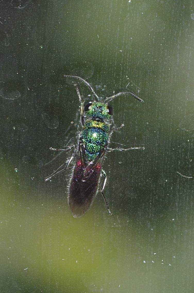 578b5fbc01-insect16xullo2.jpg