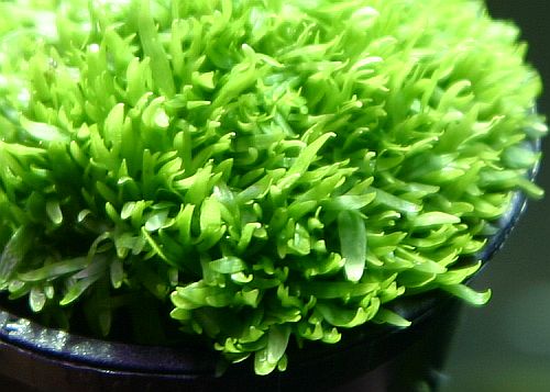 57947084.Utricularia2.jpg