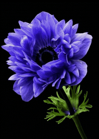 57cedc2bc864226f165fcb4815aa8a8f.gif